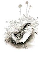  The Little Woodcock by Berniece Freschet, illustrations by Leonard Weisgard
