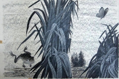 where_does_butterfly_frog