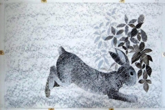 where_does_butterfly_rabbit