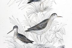 little_woodcock_other_birds