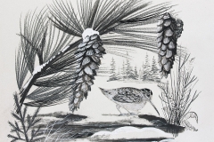 little_woodcock_winter