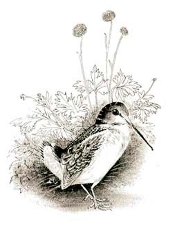 The Little Woodcock by Berniece Freschet, illustrations by Leonard Weisgard.